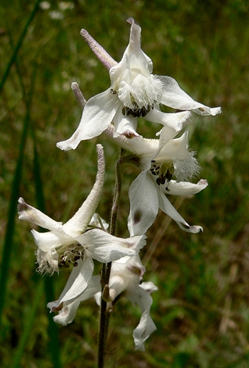 {Delphinium carolinianum ssp. calciphilum}